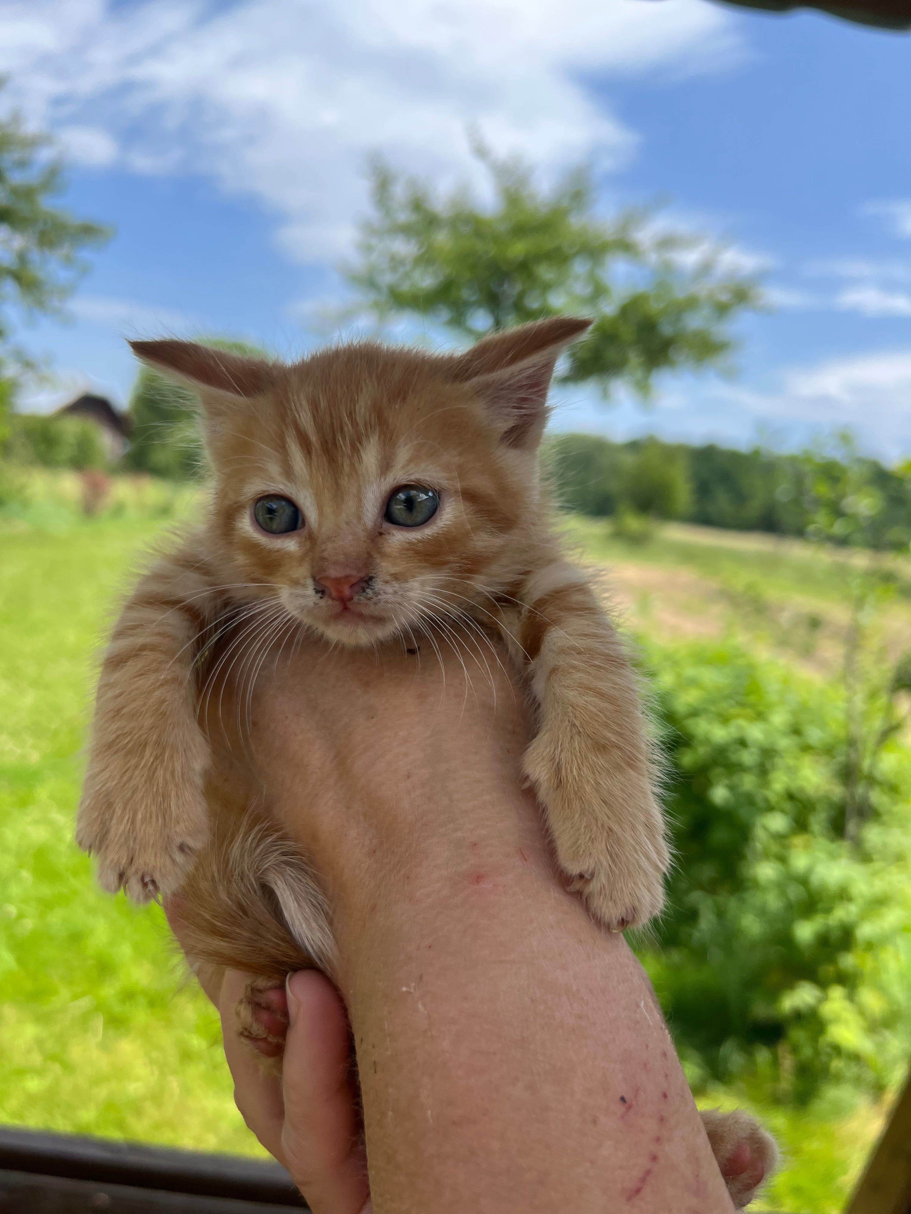 Котики Стрий Безкоштовно!!!
