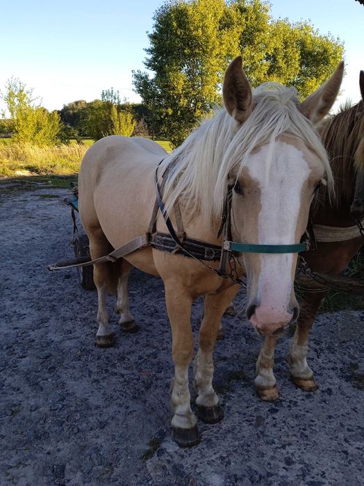 Продам молоду лошичку.