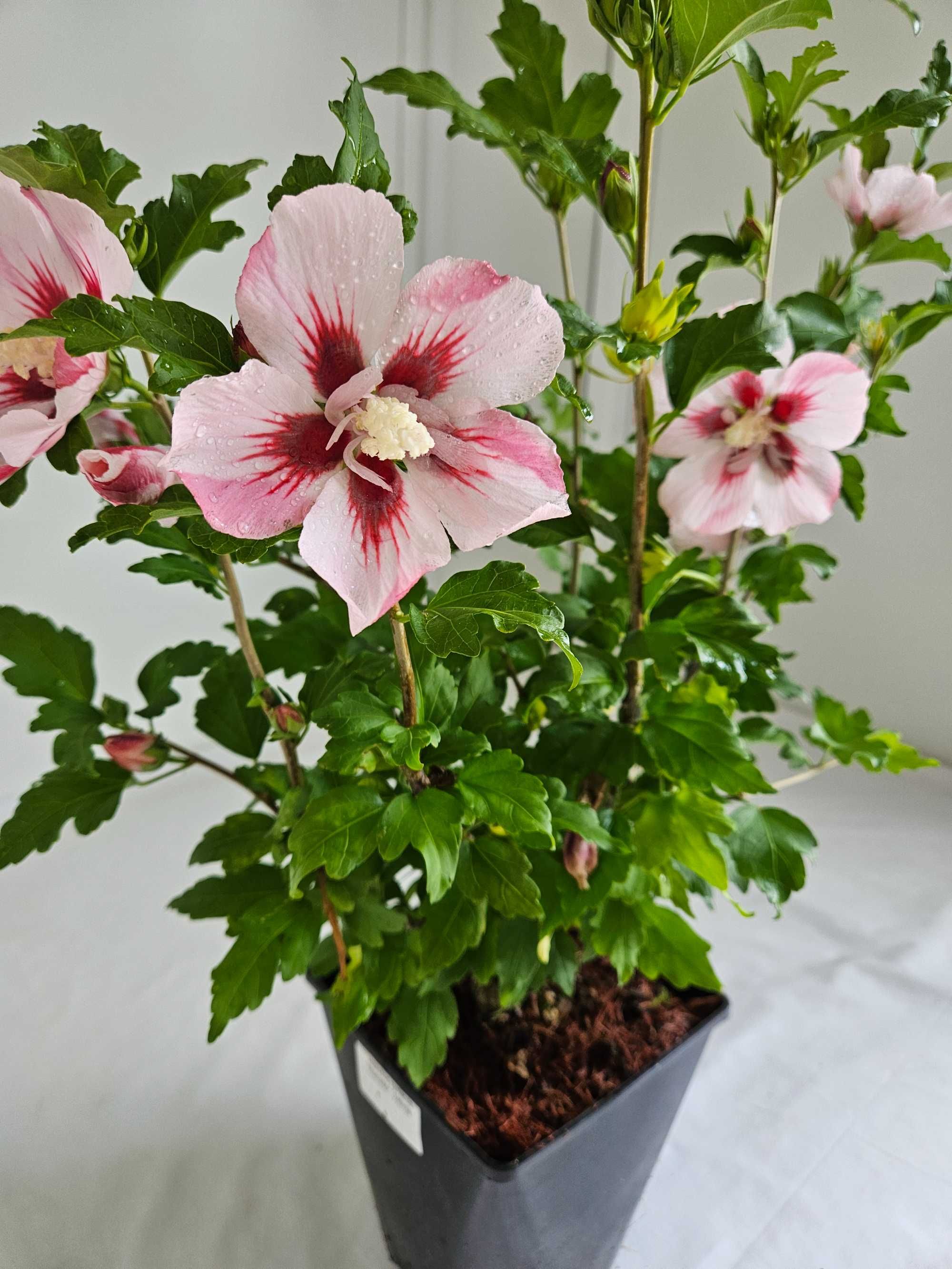 Hibiskus Hamabo 50–80cm – ozdobny krzew do ogrodu i pojemników C3