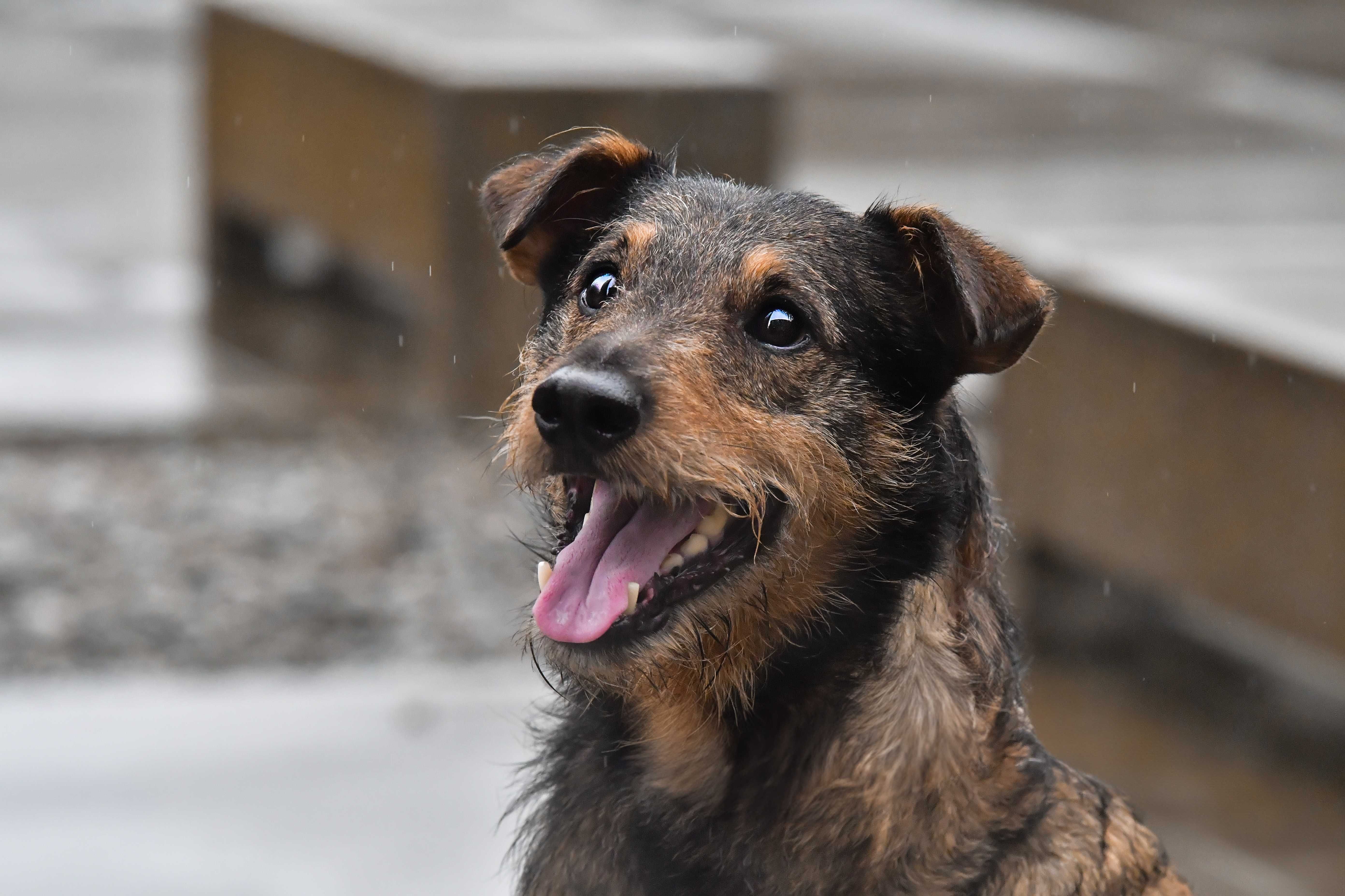 LANGOR - super pies w typie teriera do adopcji - trójłapek