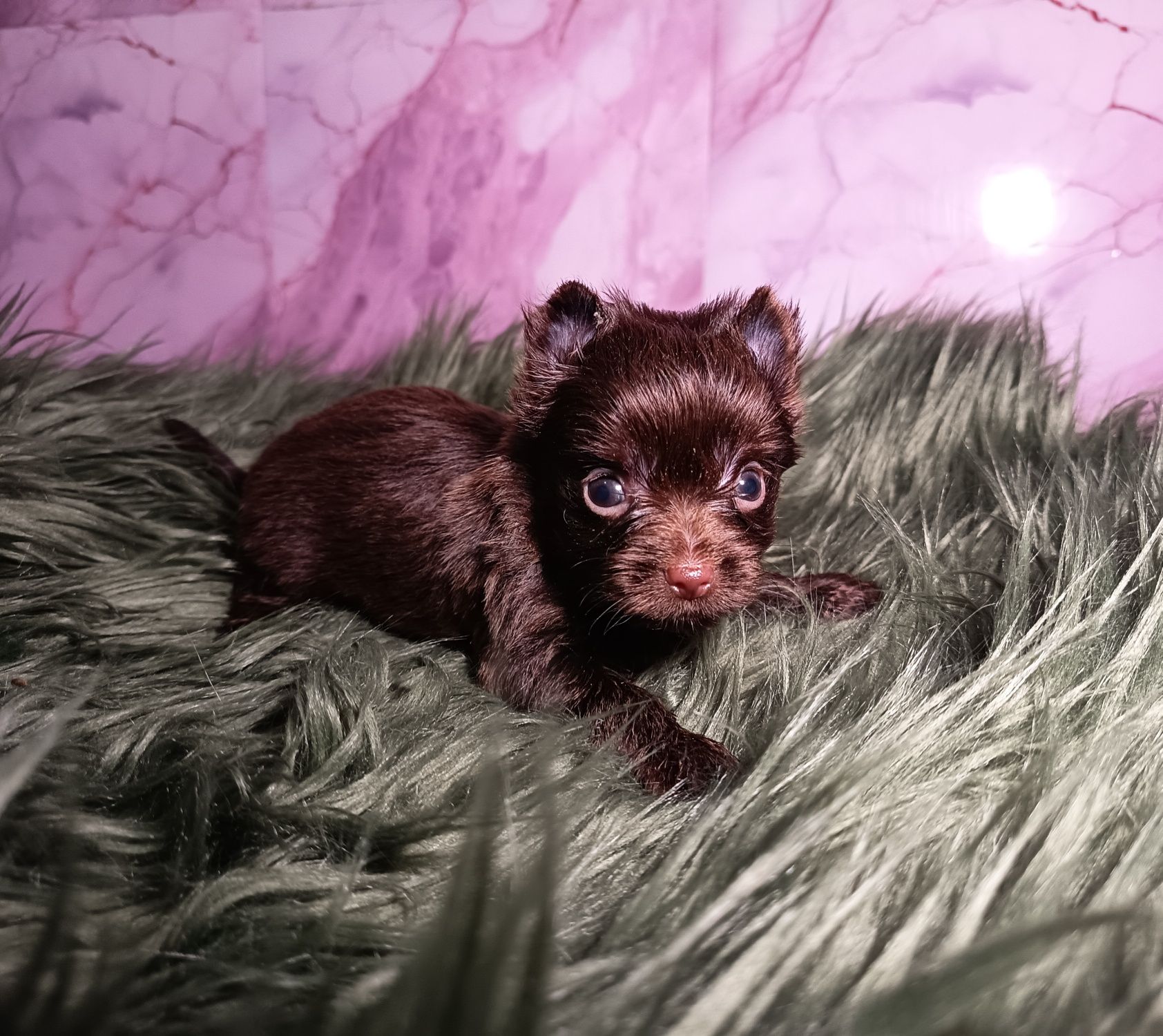 Piesek Dark Choco Yorkshire Terrier Ciemno czekoladowy maleńki piesek