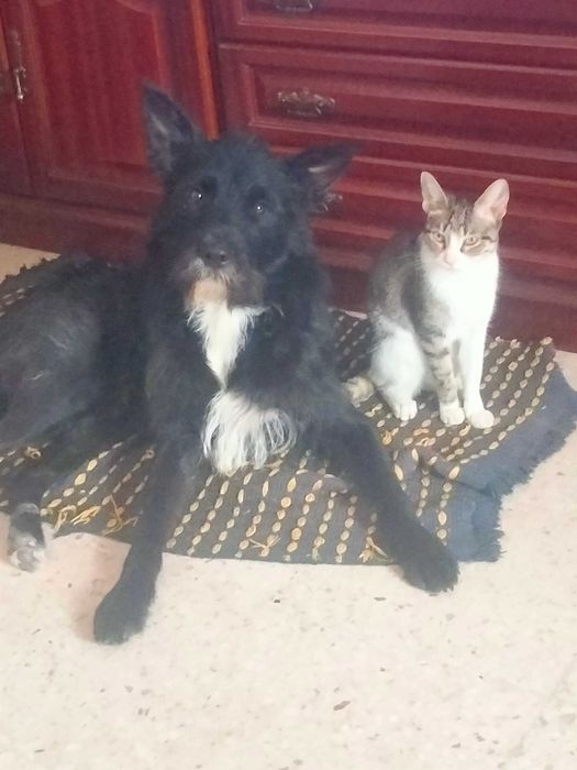 Dá -se cãozinho muito dócil