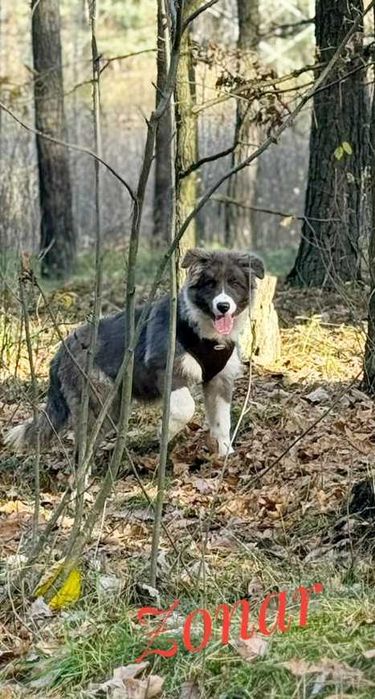Border Collie - Zonar piękny pies