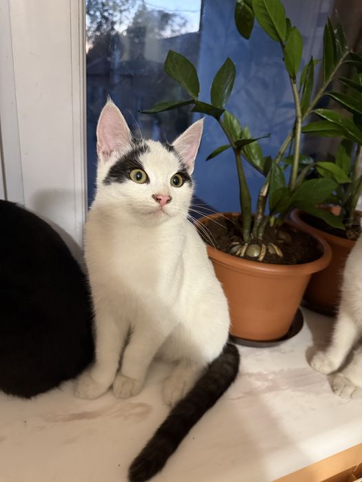 Oddam w dobre recę kotki