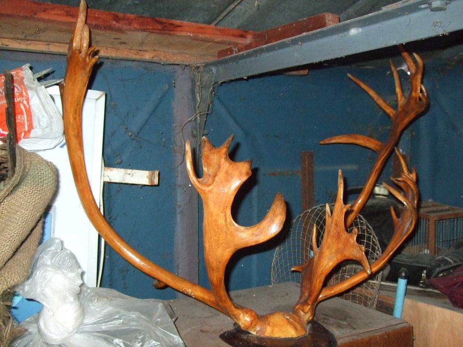 Роги північного оленя.