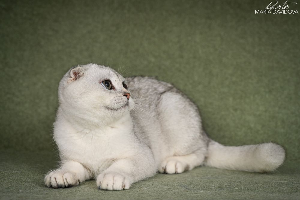 Yago шотландец 4,5 месяца