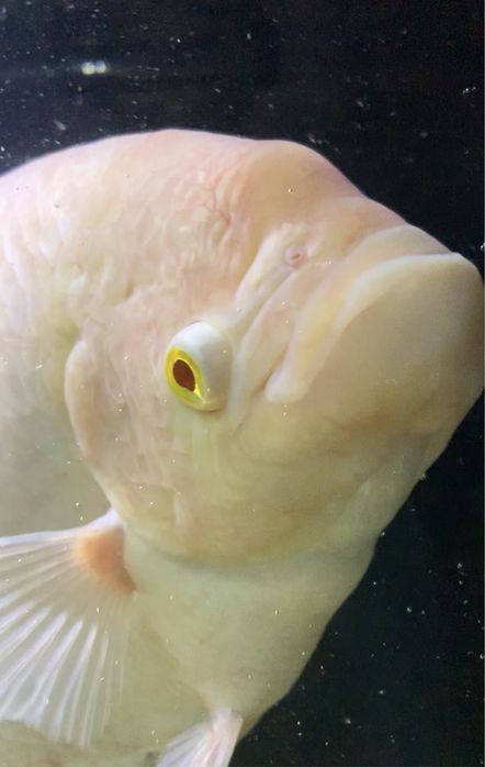 Gourami gigante 40 centimetros