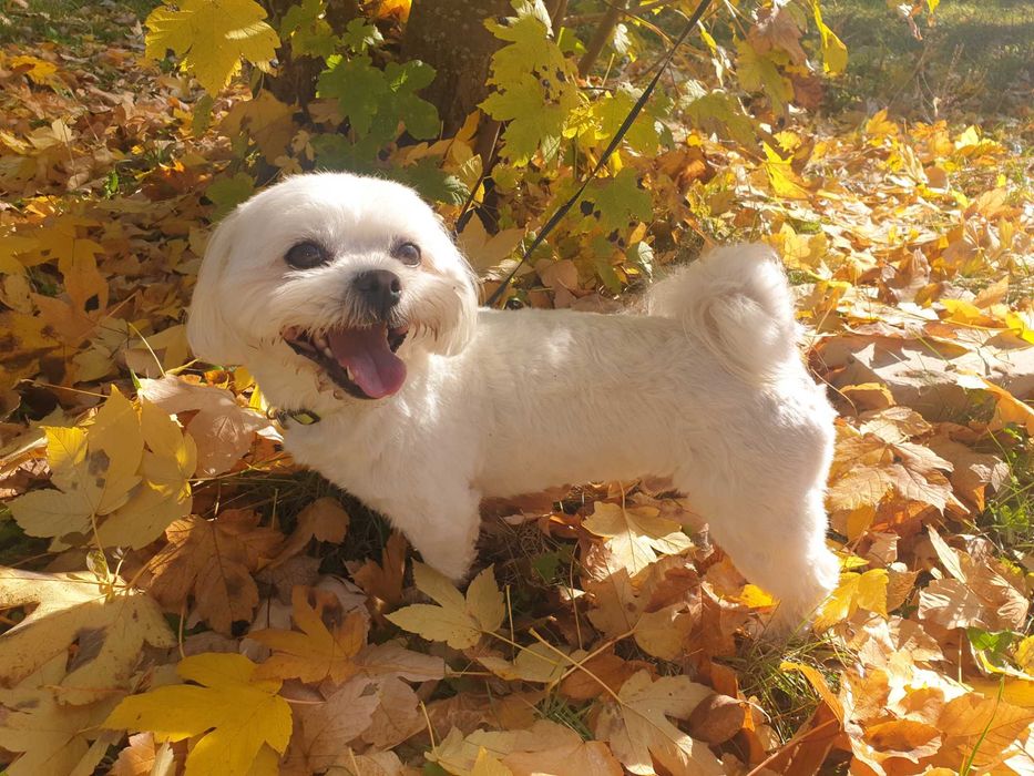 Мальтіпу хлопчик в'язка!!!