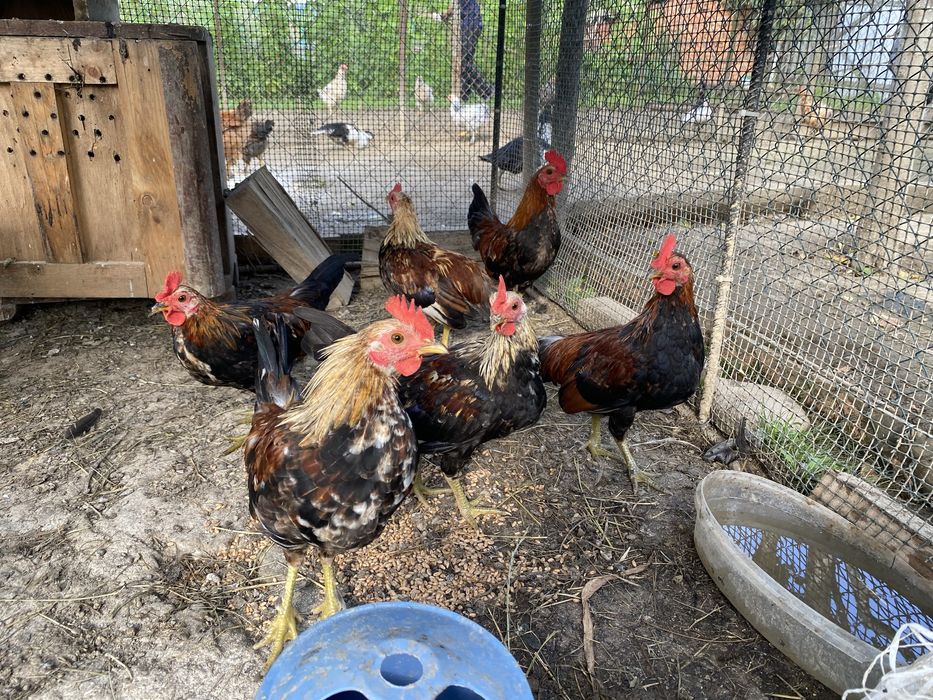 Півень Бентамки