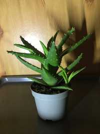 Aloes leczniczy 22 cm. Uprawa ekologiczna