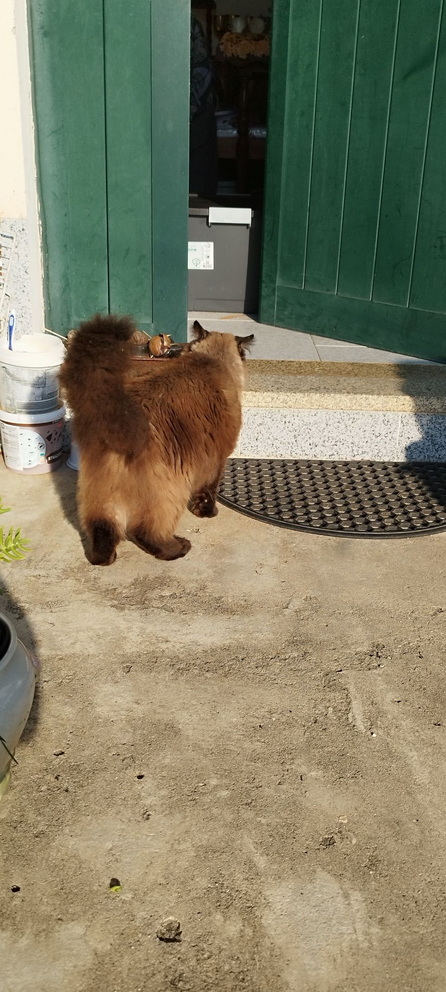 Gato castrado siamês adulto
