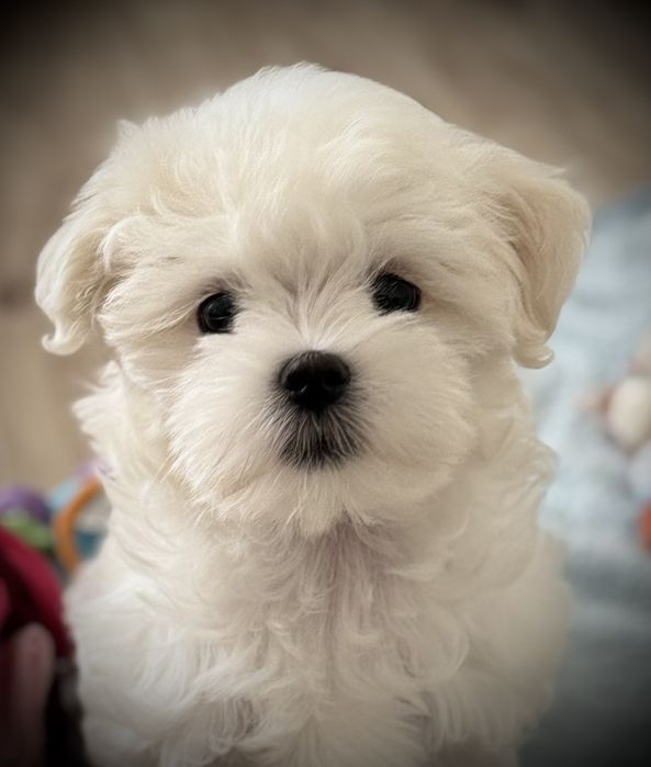 Мальтезе мальчики и девочки