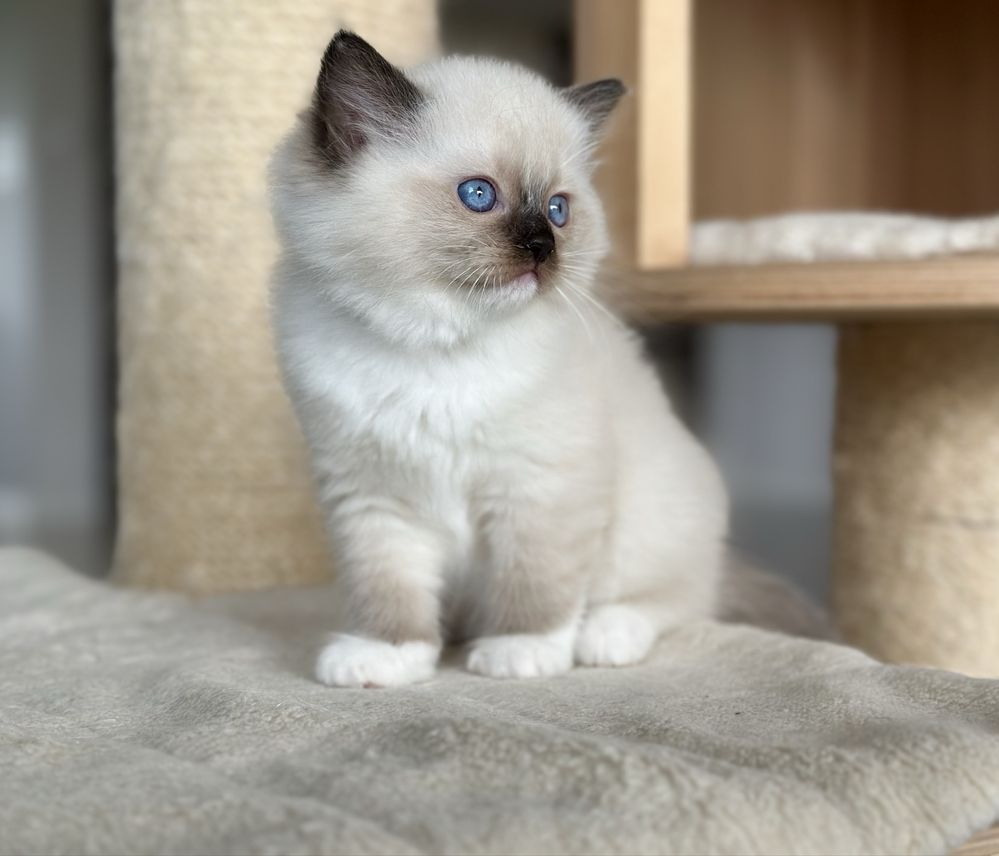 Puchata kotka ragdoll rodowód FIFE