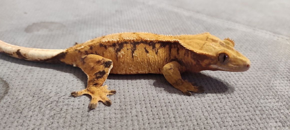 Gekon orzesiony crested gecko