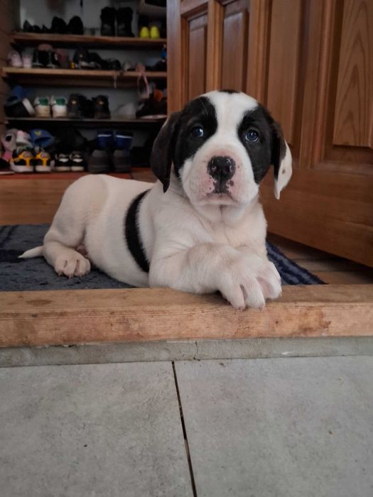 Szczeniak owczarek środkowoazjatycki