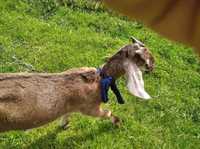 Koza Anglonubijska (Koziołki i kózka)