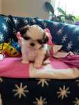 Śliczny i malutki piesek shih tzu -Dingo z rodowodem-gotowy do odbioru