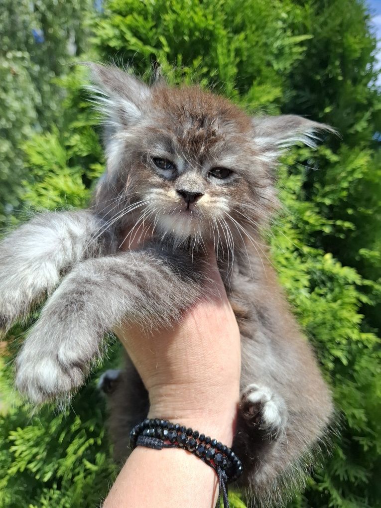 Maine Coon śliczna koteczka