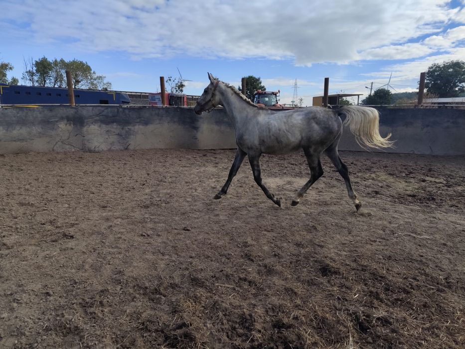 Siwy przyszlosciowy Ogier Sp na sprzedaż