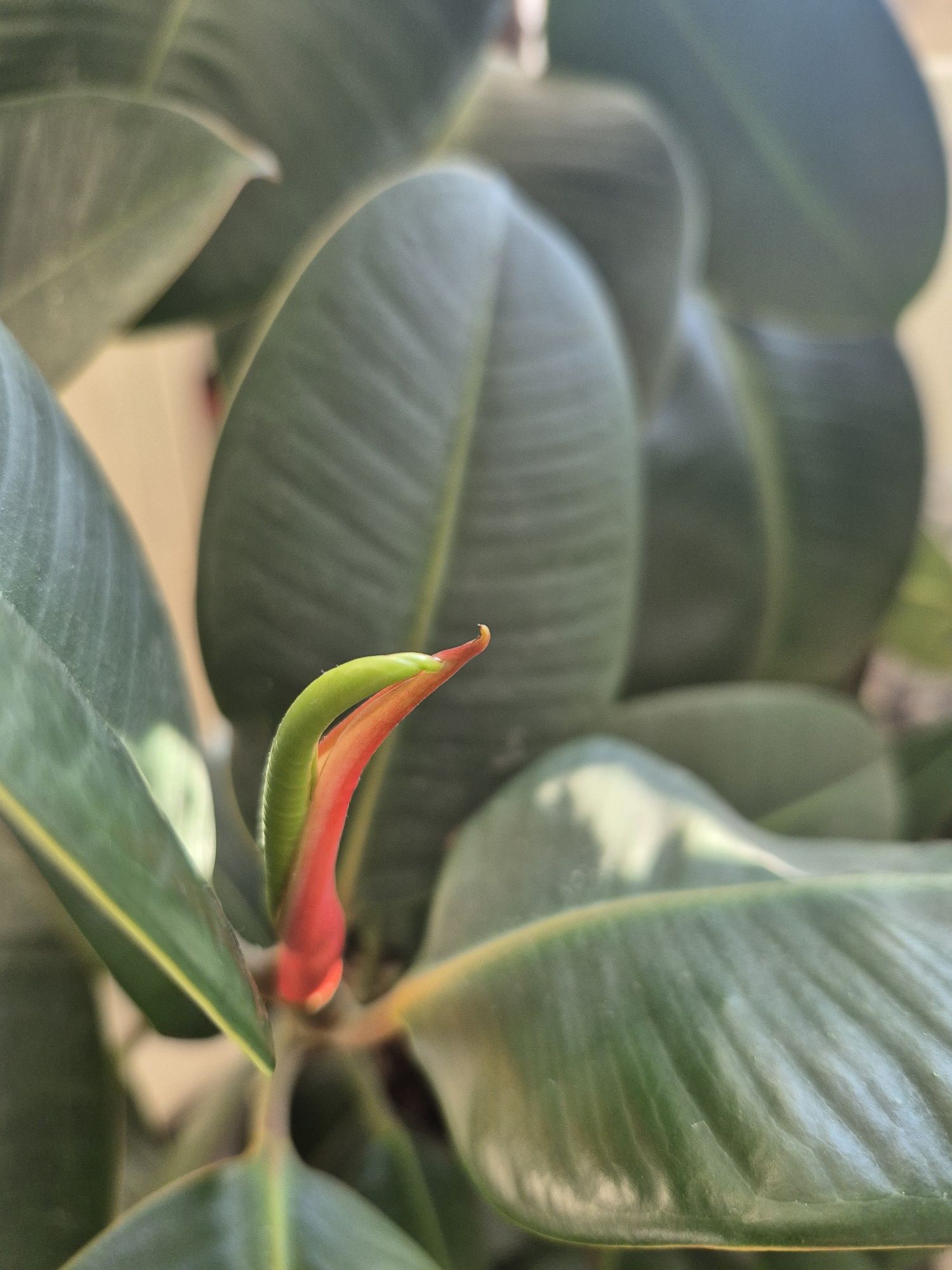 Figowiec sprężysty - Ficus elastica Robusta