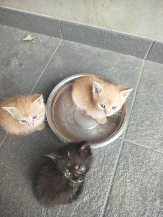 Котики руді і киці. Кошенята.