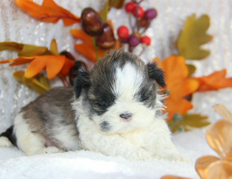 Shih- tzu piesek Zkwp FCI
