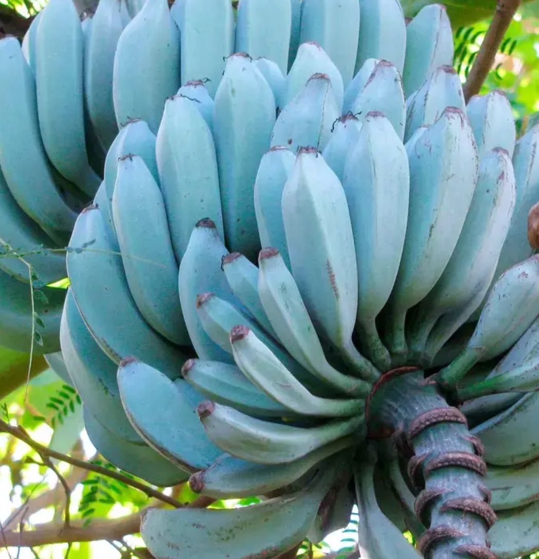 Bananeira Blue Java