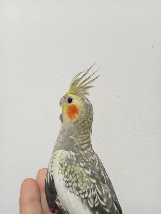 Ring neck lutino domesticado e caturras domesticadas