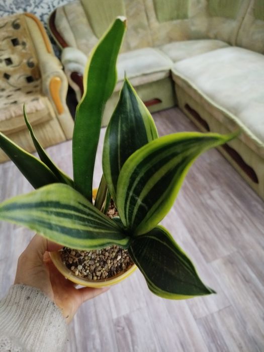 Сансевієрія Голд флейм Канарі, сансевиерия, сансев'єра.