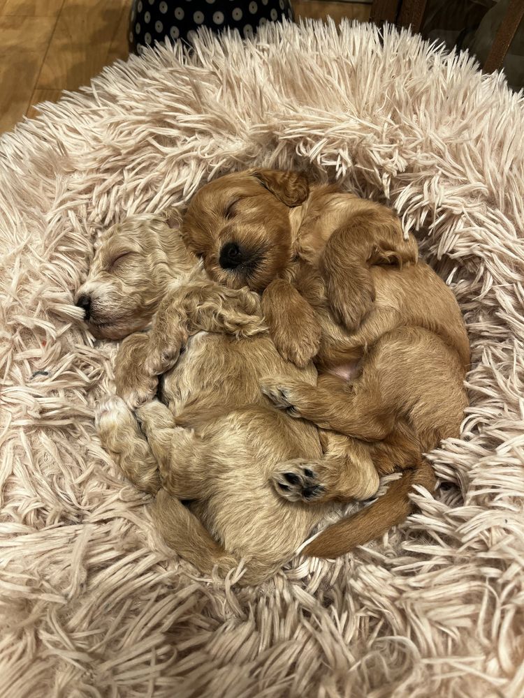 Maltipoo F1B red mix maltipoo & pudel toy