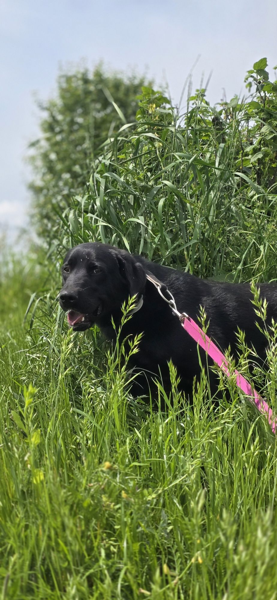 Frolic w typie Labradora
