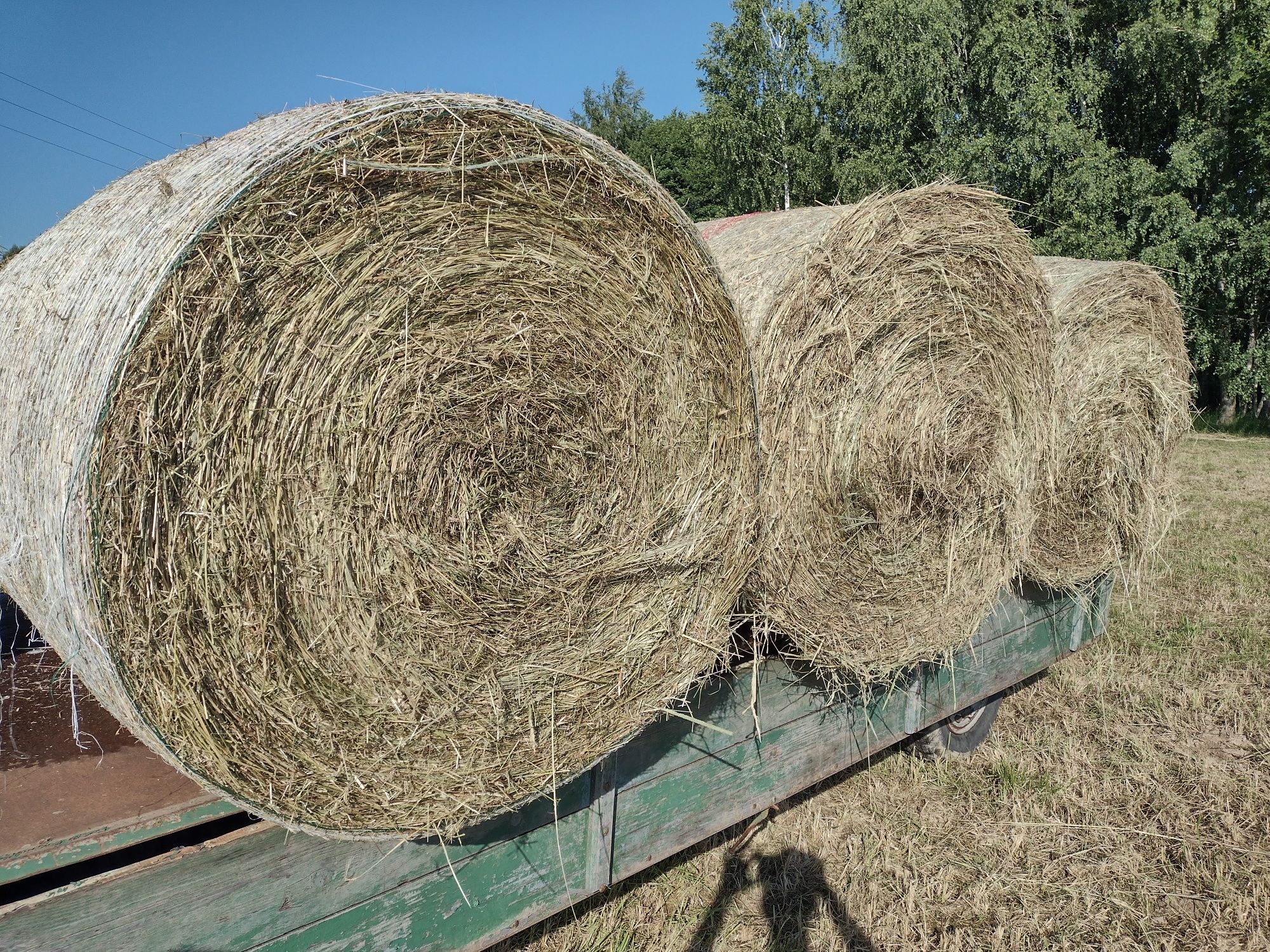 bele siana bardzo dobrej jakości transport