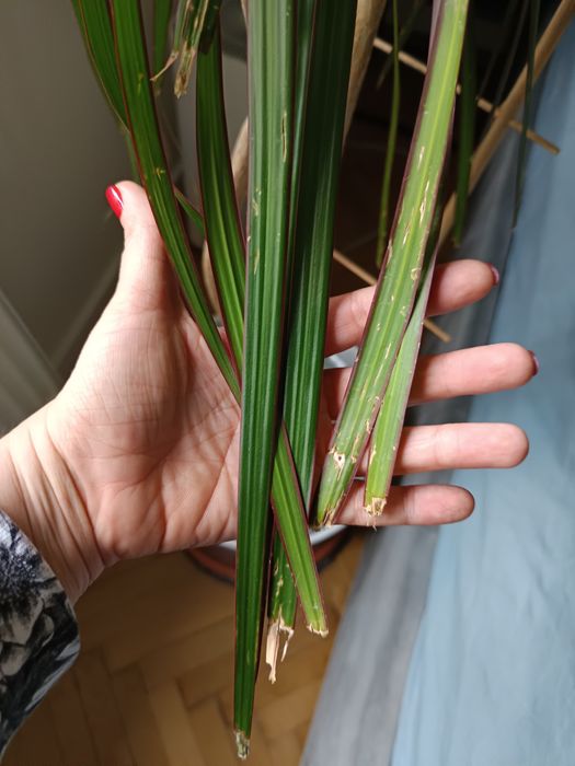 Duża dracena obrzeżona