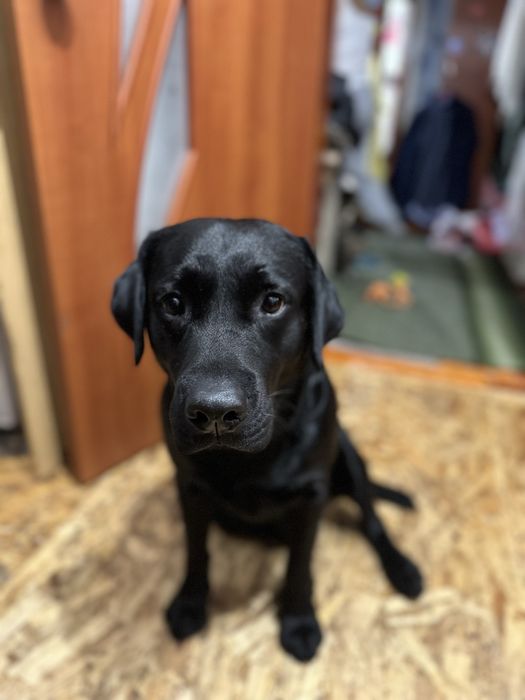 Шукаємо дівчинку лабрадора для спарювання