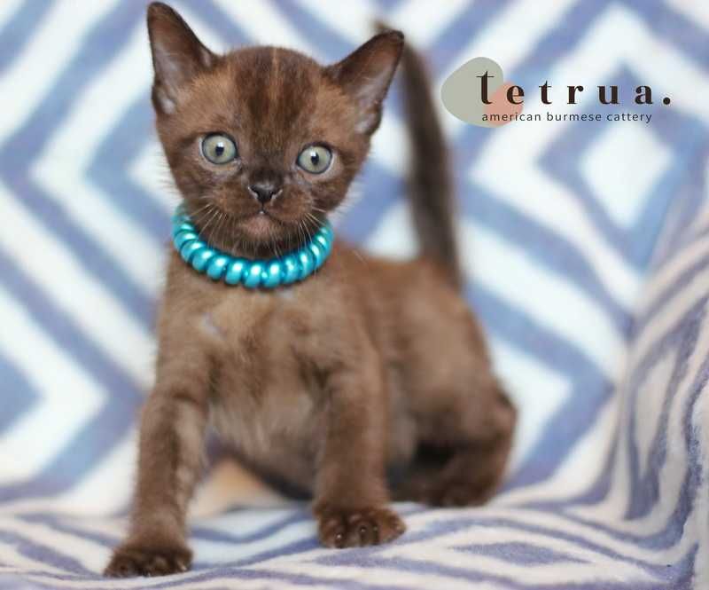 Американская бурма!!!