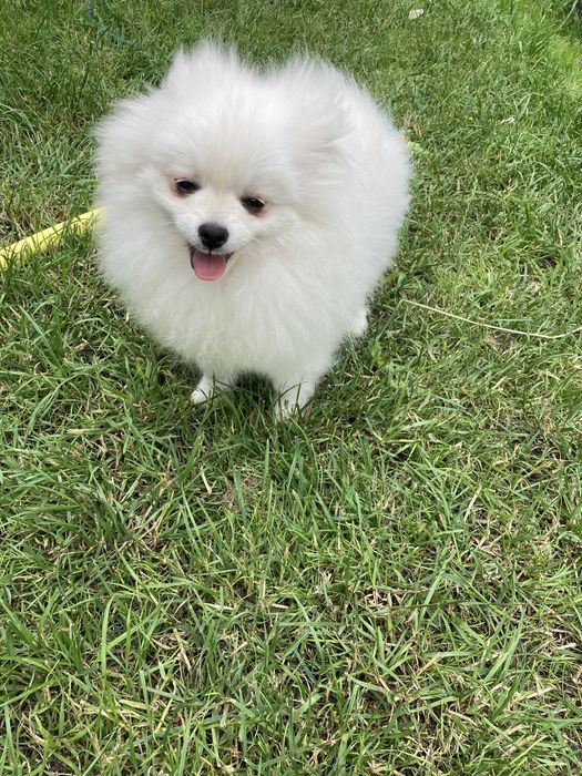 Идеальный ребёнок! Девочка помчик!