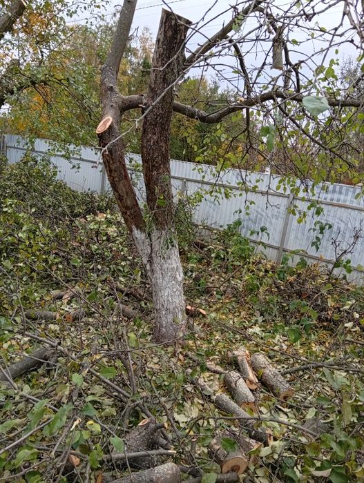 Зрізати дерево. Розчистка