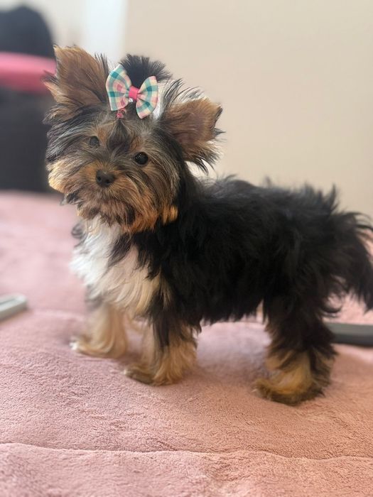 Yorkshire  super miniature