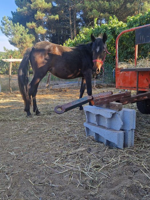 Égua garrana  1 ano e pouco