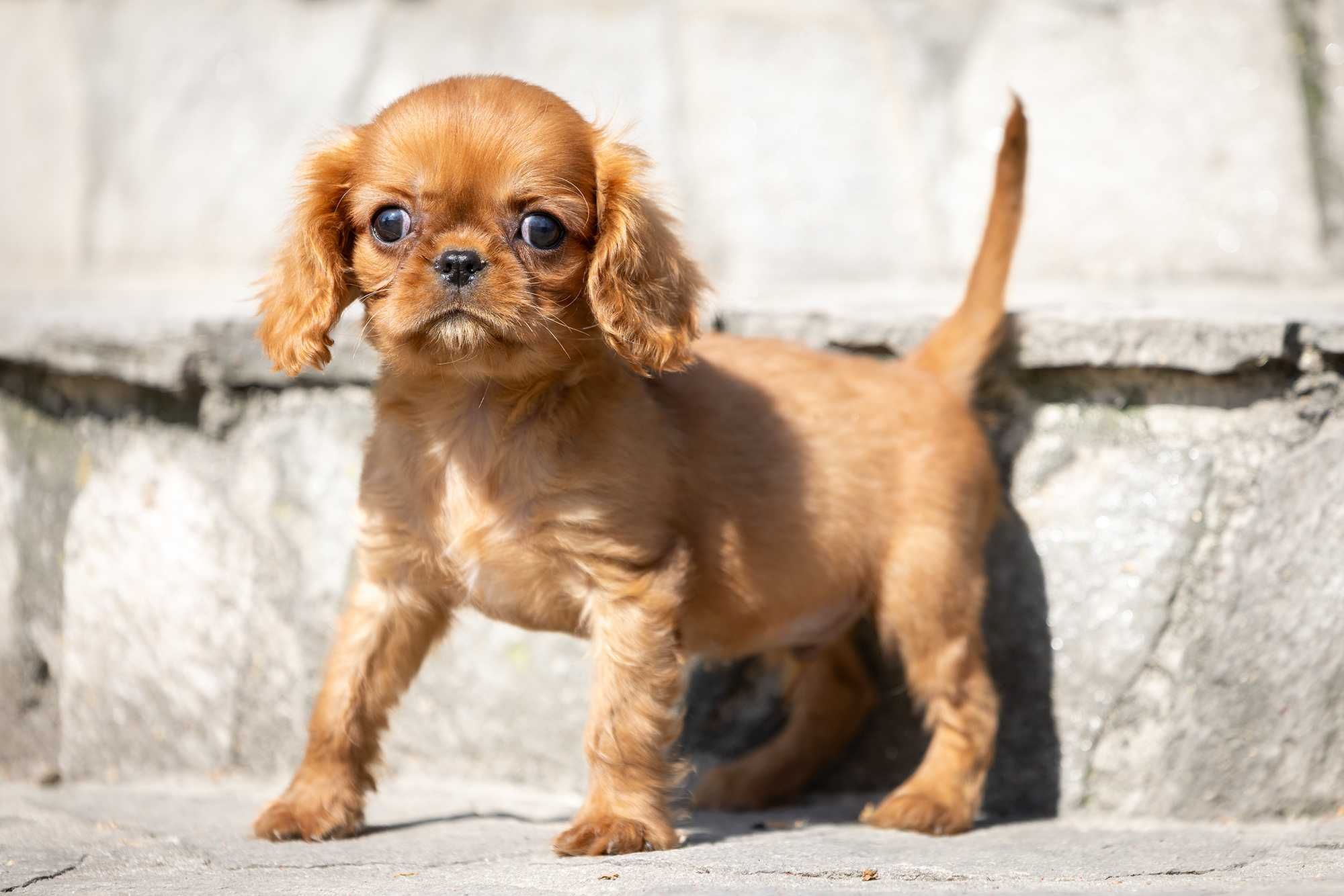 Cavalier King Charles Spaniel* Chłopczyk LUIS gotowy do odbioru