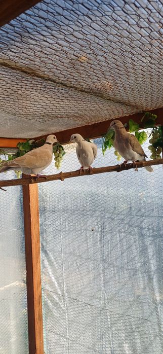 Cukrówki  Cukrówki