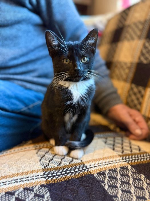 Malutka koteczka do adopcji