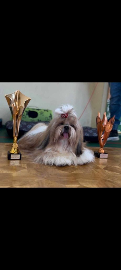 Shih tzu suczka tybetańska lalka