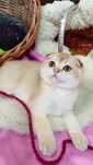 Вишуканий котик золота шиншила