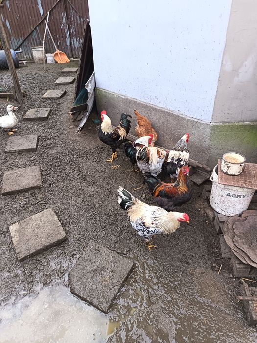 Sprzedam młode koguty