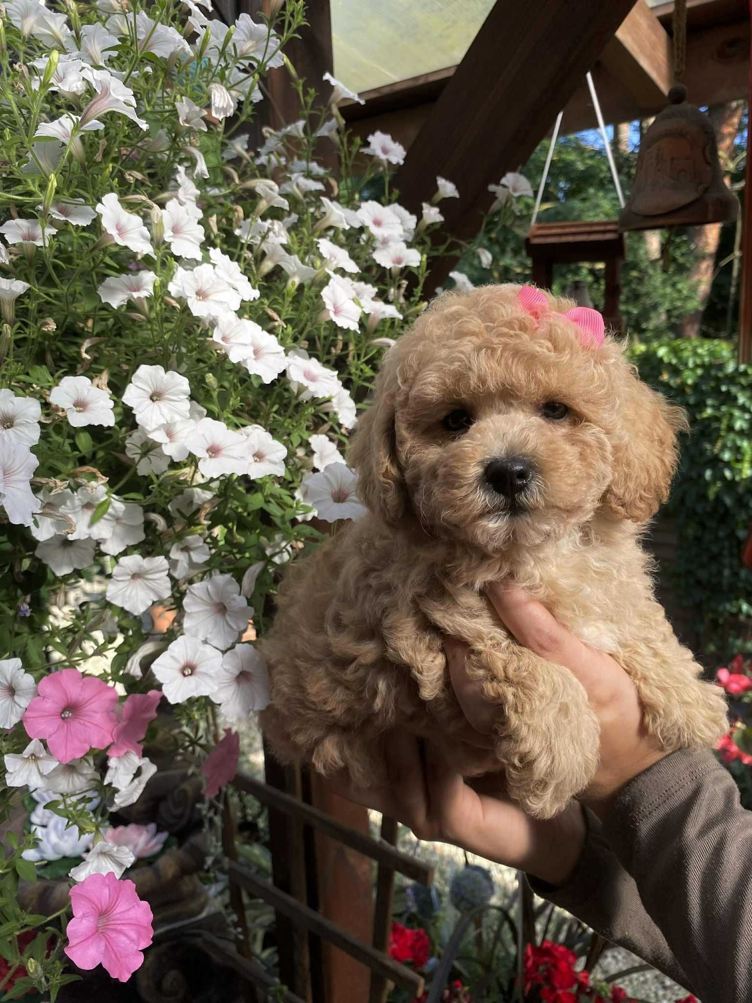 Bichpoo ,Bichon Frisse /Pudel TOY/Miniatura ,nie maltipoo . SUCZKA