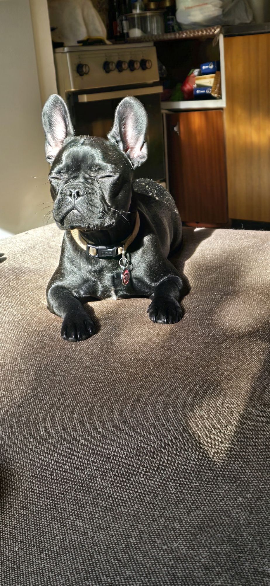 Buldogue francês leia