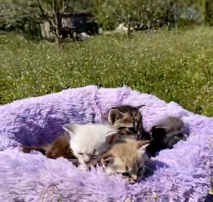 Котята ищут дом .