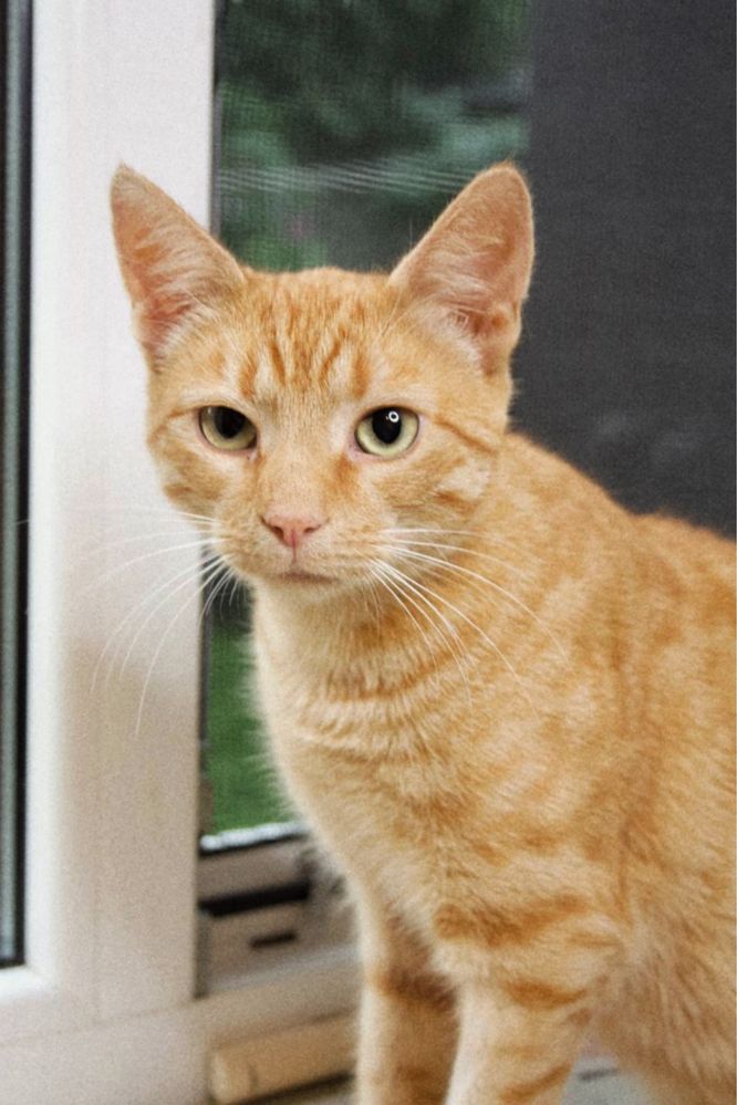Котик Оскар шукає новий дім