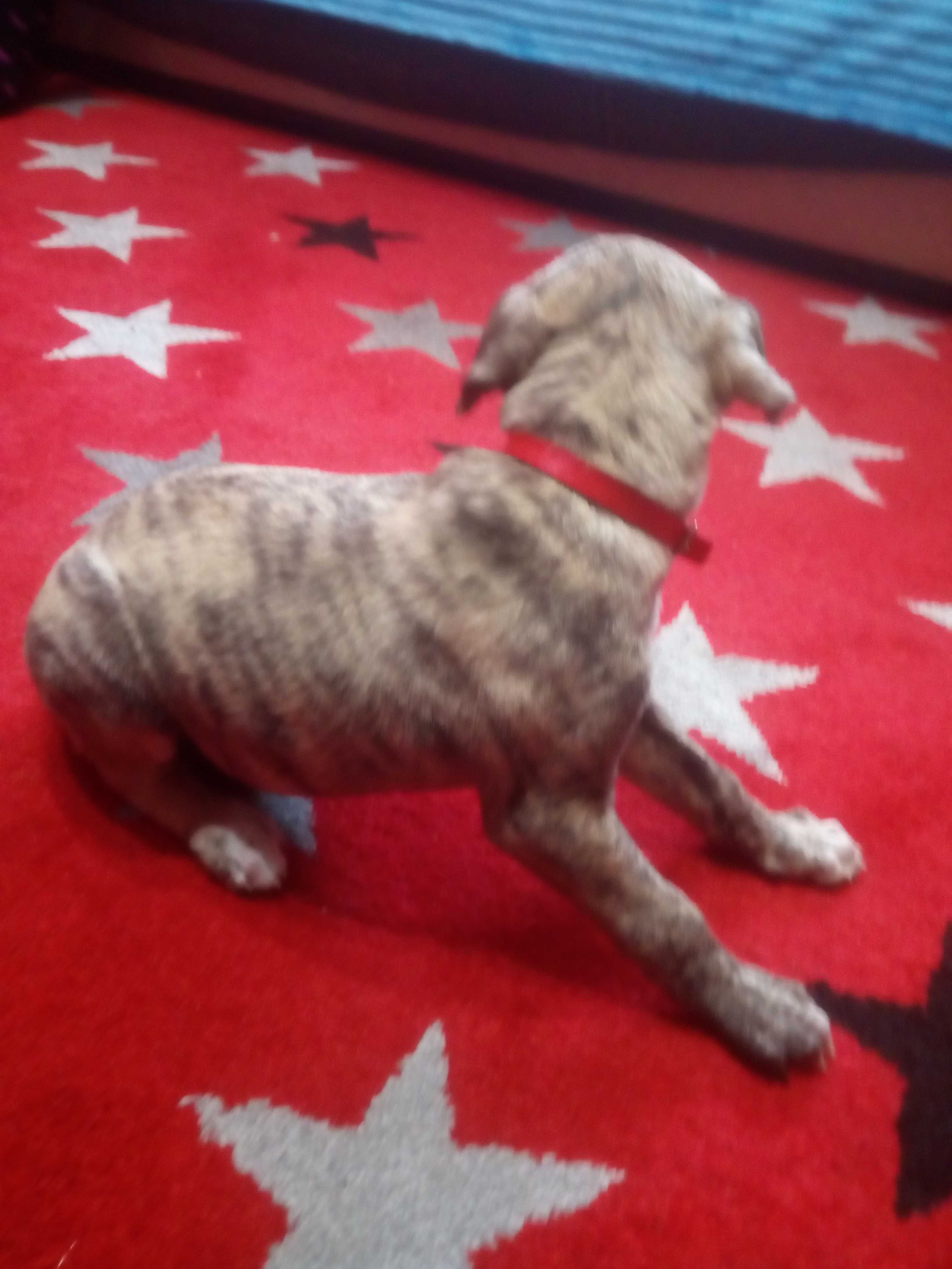 Chart Angielski Whippet.  piesek